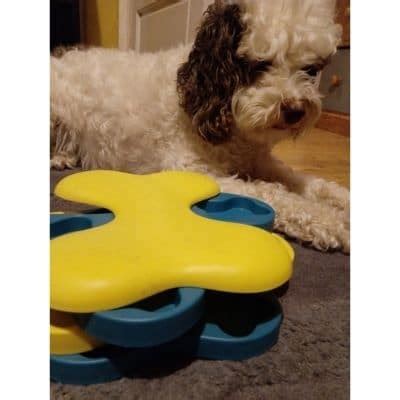 Image result for Cockapoo Dog Barking