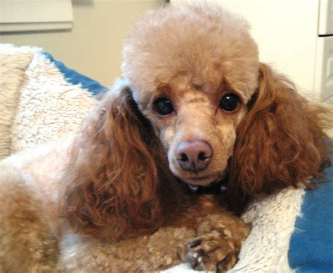 Miniature Poodle Rescue : Poodle Rescue: 9 Best Places to Look For One ...