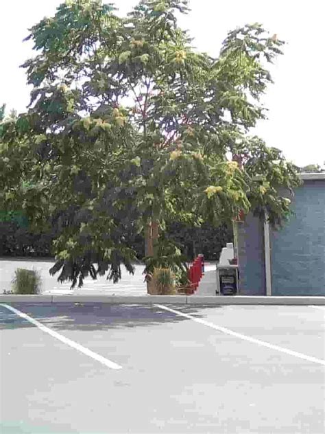 Mimosa Tree: A Beautiful Addition To Your Garden - Natures Zone