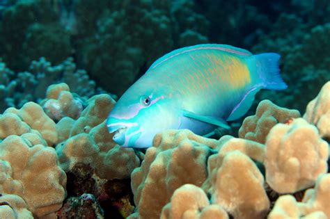 Guardians of the Reef: The Importance of Herbivore Fish in Coral Reef Health - Coral Reef Alliance