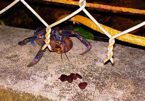 Baby Coconut Crab