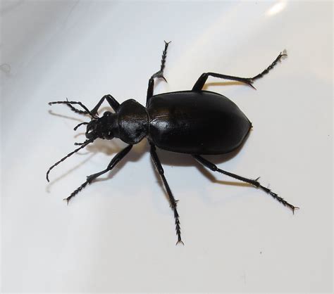 Common Black Ground Beetle