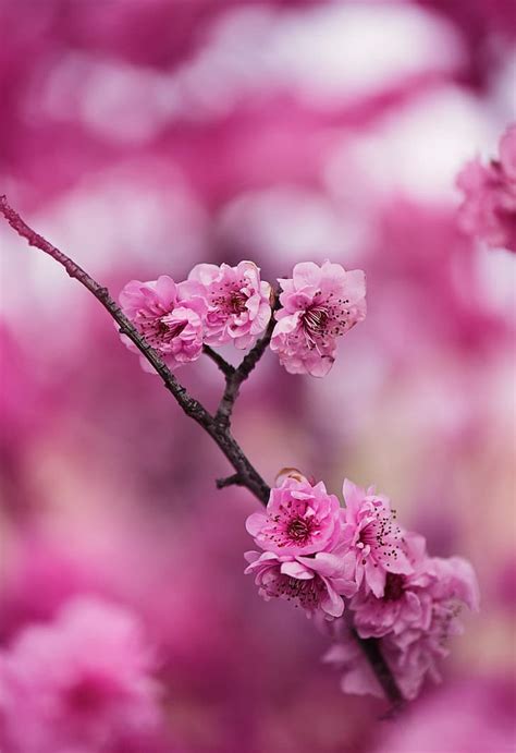 美丽的花奔, 美丽的世界, ดอกไม้, วอลล์เปเปอร์ HD | Wallpaperbetter