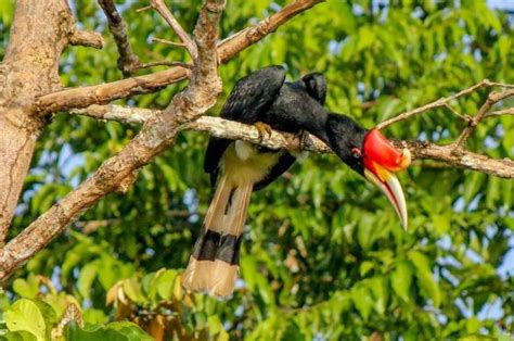 14 Days Magnificent Borneo Tour | Sarawak & Sabah Adventure