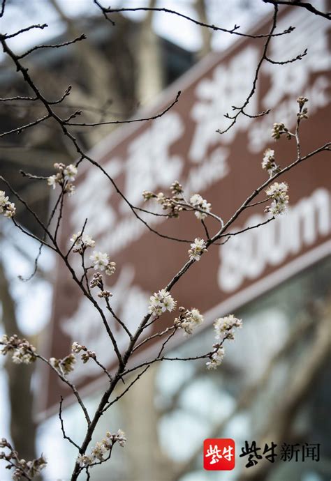樱花盛开季节的鸡鸣寺（二）-中关村在线摄影论坛