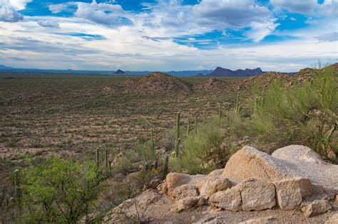 A Tree Falling: Saguaro National Park, July 2018: Vistas