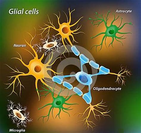 为什么神经元纤维是细胞器神经元纤维缠结2022已更新今日推荐