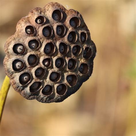 Lotus Flower Pod Facebook