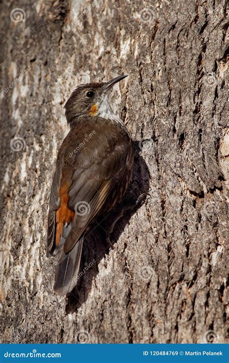 Brown Treecreeper - Climacteris Picumnus Small Bird, Largest Australasian Treecreeper, Endemic ...