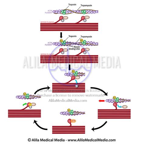 Image result for Crossbridge Cycle Model