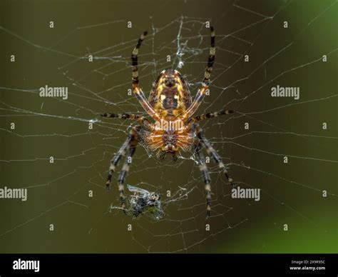 underside of a pretty subadult cross orb weaver spider (Araneus ...