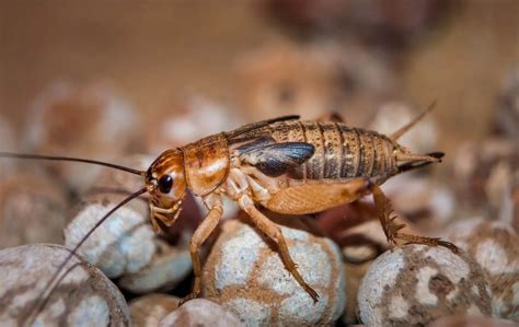 7 Bugs That Look Like Cockroaches in Florida | Native Pest Management