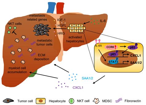 Liver Immune Microenvironment and Metastasis from Colorectal Cancer-Pathogenesis and Therapeutic ...