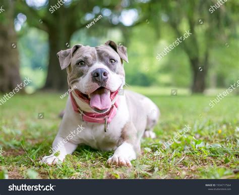 What Is A Staffordshire Bull Terrier A Mix Of