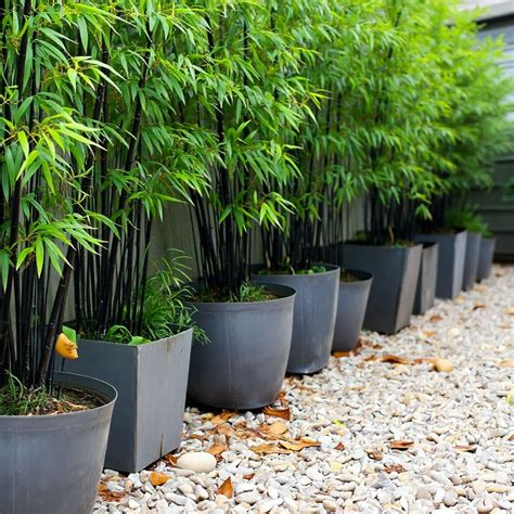 Grow lush bamboo in pots – Artofit