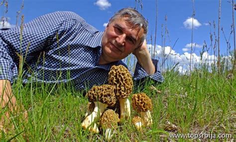 Stevan Baluban: Šumsko pile (Laetiporus sulphureus) - dva recepta za ...