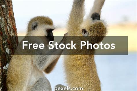 Language Family Tree 的图像结果