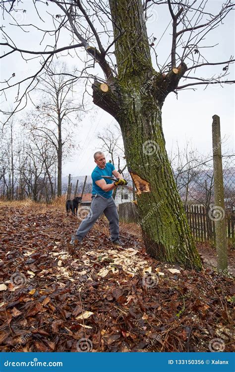 Image result for Felling a Large Tree