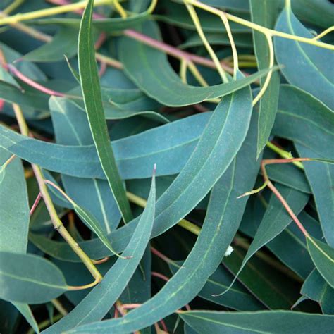 Eucalyptus Globulus Essential Oil | Scents from Nature - Essential Oils