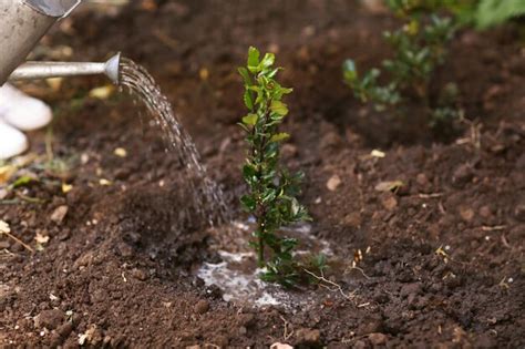 Image result for Tree-Planting Portrait