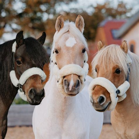 Winter Mornings, Equestrian Life, Riding Outfit, Horse Art, Harlow ...