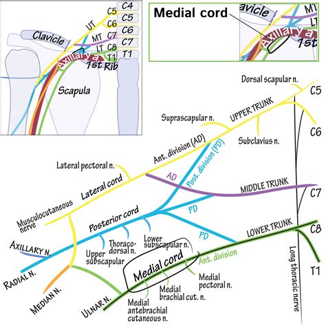 Gross Anatomy Glossary: Brachial Plexus Cord - Medial Cord | ditki medical & biological sciences