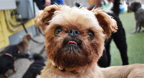 Boarding Speedy Check-In - Crescent City Vet