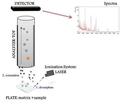 Application and Perspectives of MALDI–TOF Mass Spectrometry in Clinical ...