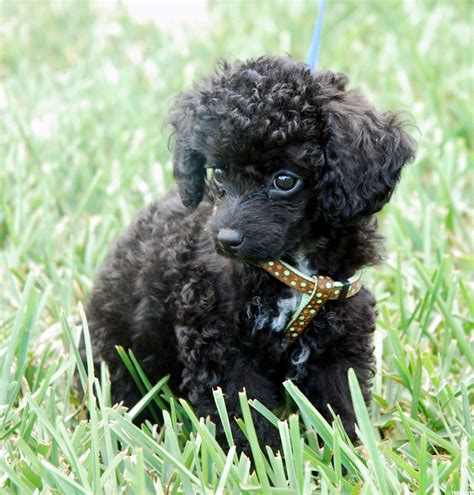 Black Poodle Wallpaper
