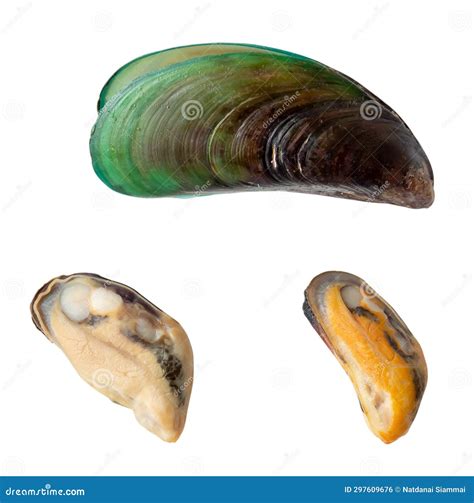 Image result for Lateral View Musselshell