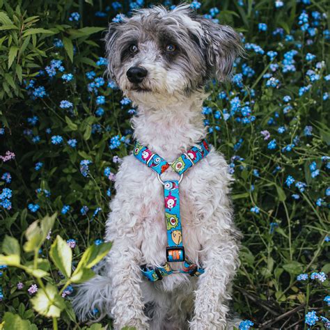 Max & Molly Original Hundegeschirr XS - Little Monsters, globaldogshop ...