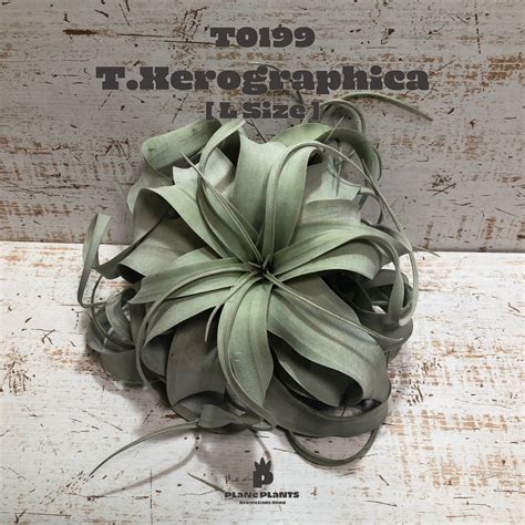 【reserved】キセログラフィカ L〔エアプランツ〕現品発送T0199 | plane plants