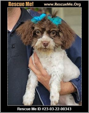 - South Carolina Cockapoo Rescue - ADOPTIONS - Rescue Me!