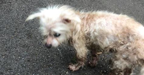 Family Reunites with Long Lost Dog After Being Missing for Seven Years
