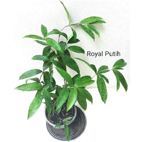 Jual TANAMAN HIAS BAMBU JEPANG HIJAU / DRACAENA HIJAU - Kota Bekasi ...