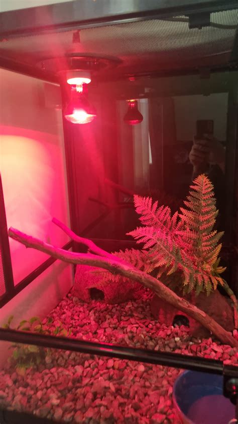 Image result for Stimson Python for Sale