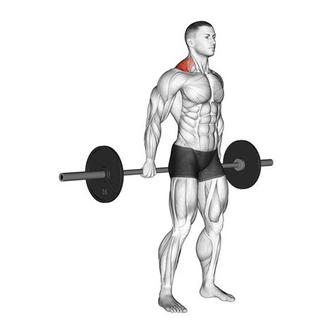 5 Shrug Alternatives to Build Huge Traps - Inspire US