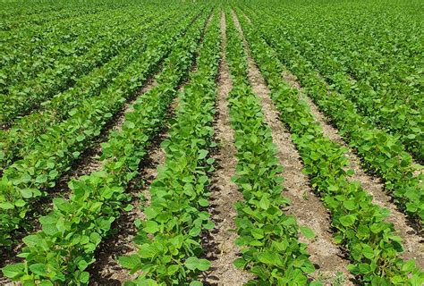 Growing & Harvesting Soybeans | Pure Oil NZ