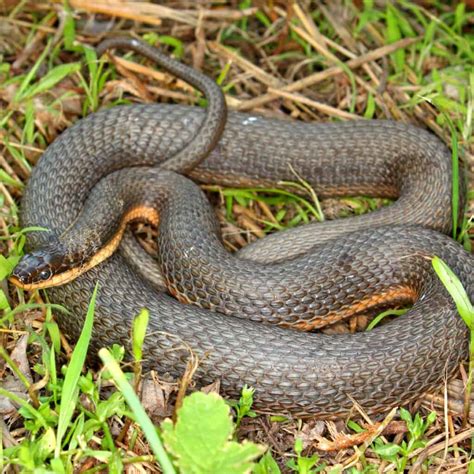 22 Snakes in Wisconsin - A-Z Animals