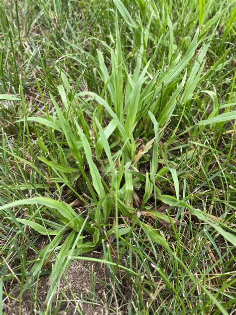 Crabgrass Vs Dallisgrass (Identification, Differences, 43% OFF