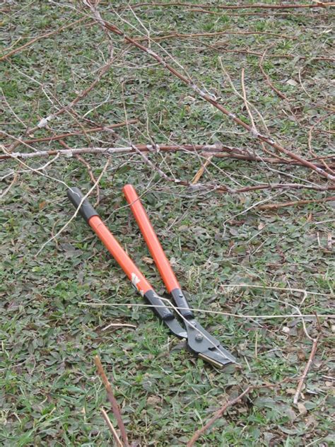 Image result for Raspberry Pruning Basics