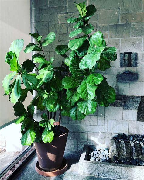 Are Fiddle Leaf Fig Trees Toxic To Dogs