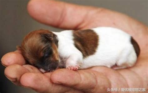 幼犬出生3個月內的發育標準 - 每日頭條