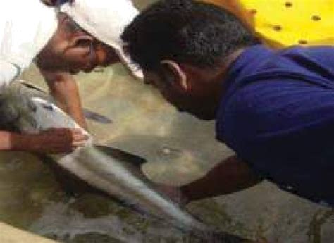 Production of Cobia | Vikaspedia - Agriculture