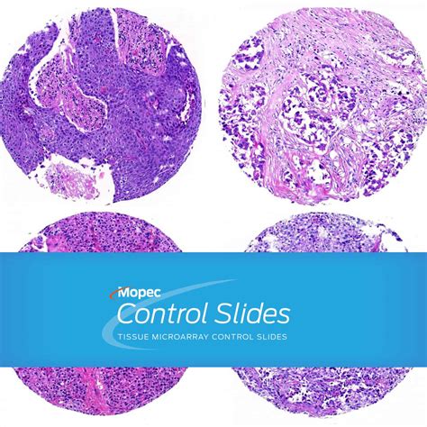 Antibody Microarray Slides 的图像结果