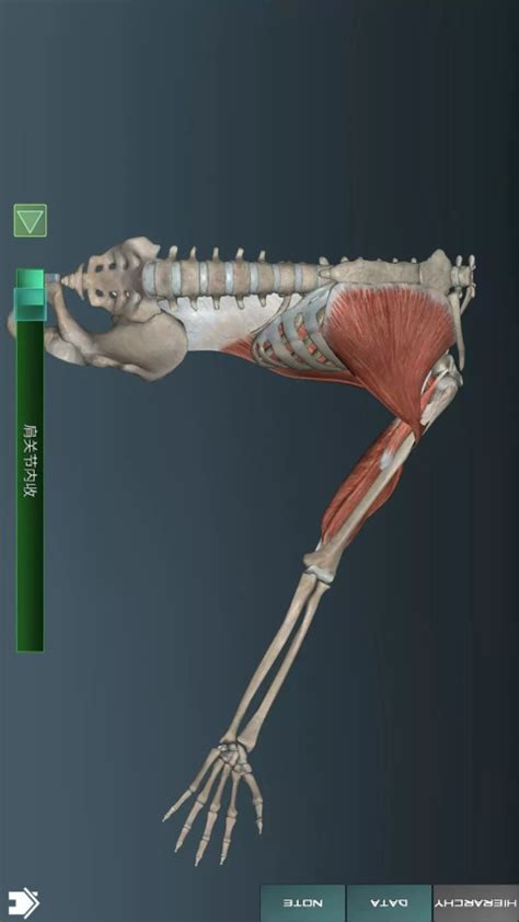 正常人体解剖学-呼吸系统_word文档在线阅读与下载_无忧文档