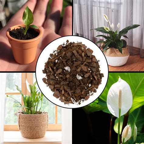 Soil Sunrise Indoor Peace Lily Potting Mix with Pine Bark (2 Quarts ...