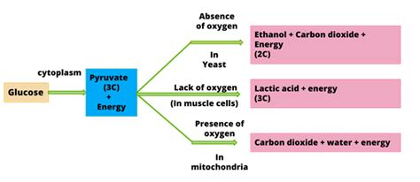 Respiration — lesson. Science CBSE, Class 10.