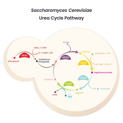 Saccharomyces Cerevisiae Slide