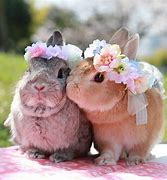 Image result for Cute Love Bunnies